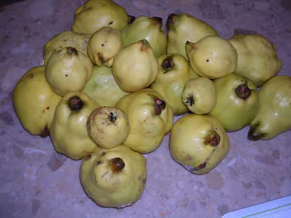 Les coings 2005