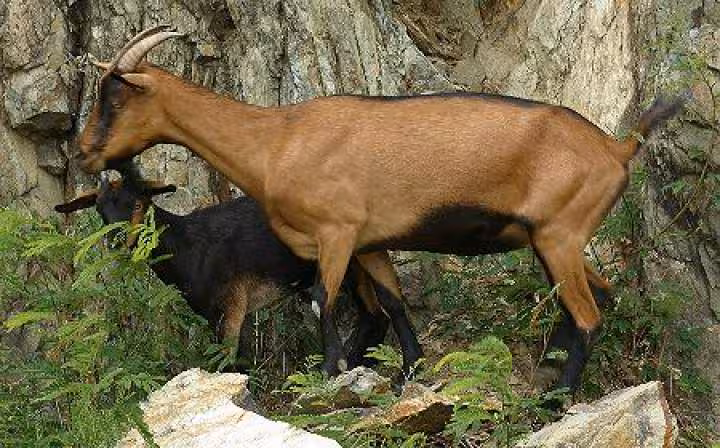 Cabri ou chevre