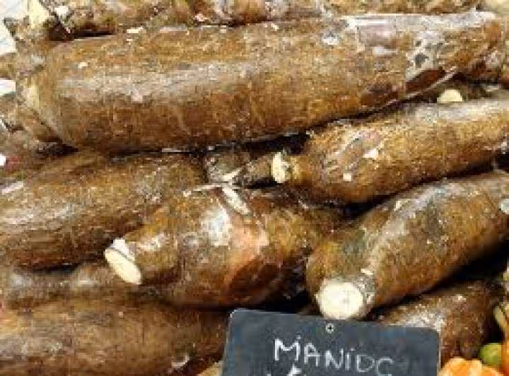 Manioc