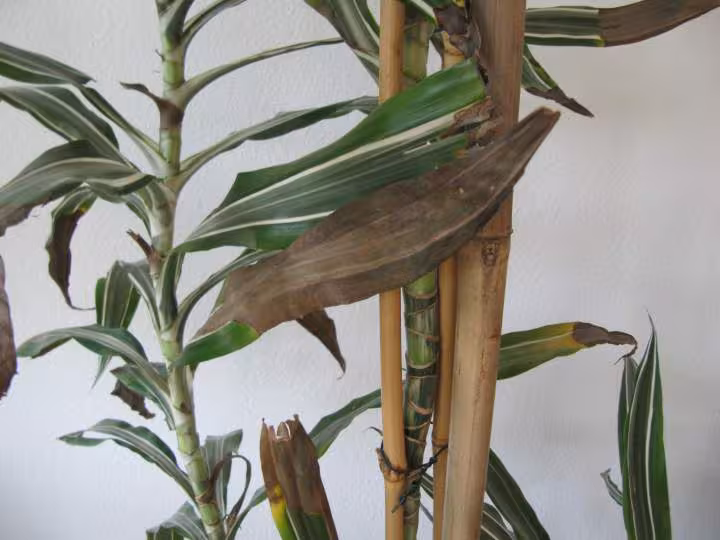Yucca 2