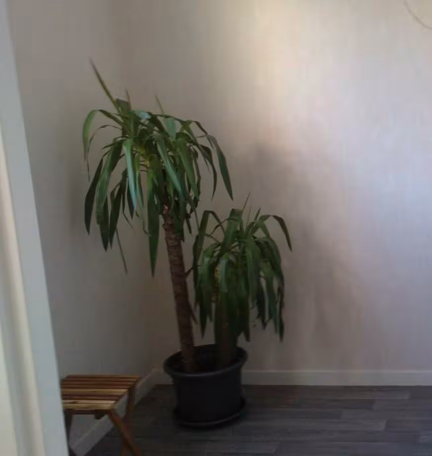 Yucca2