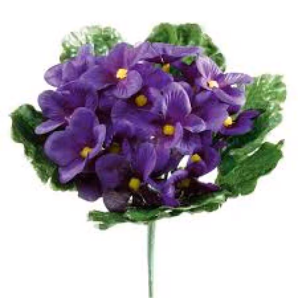 Violettes