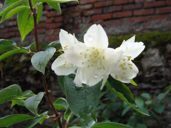 Fleur