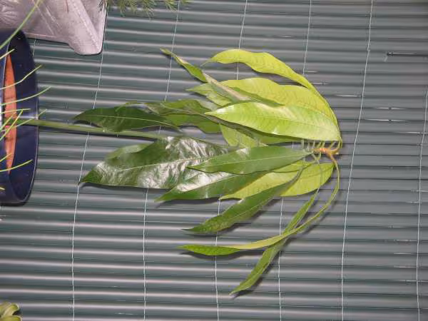 La mangue