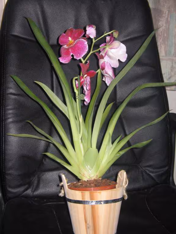 Mon orchidee