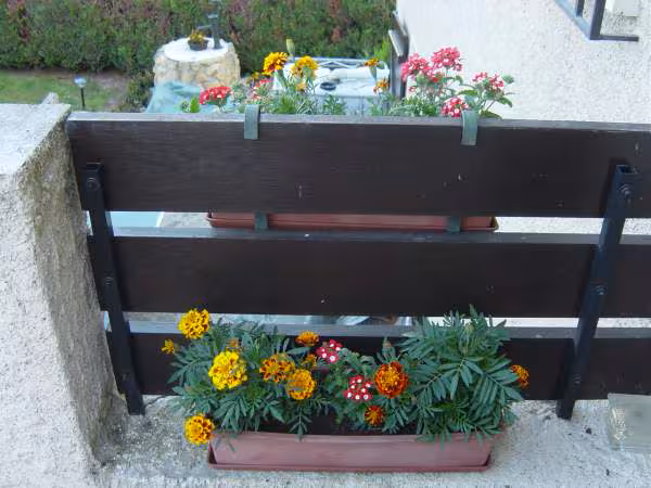 Encore les fleurs de la terrasse