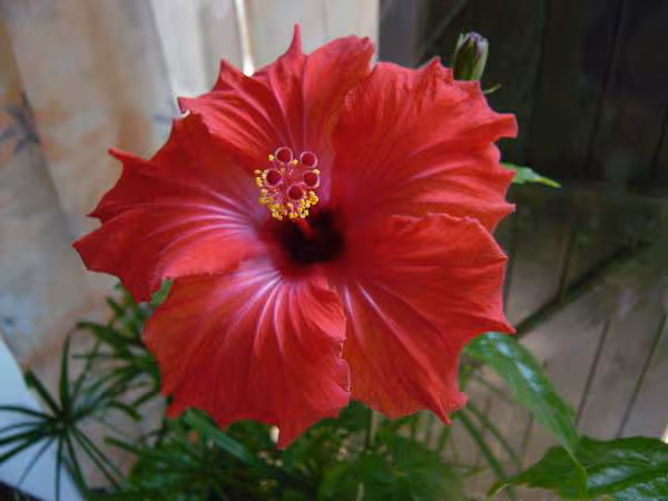 Fleur de mon hybiscus