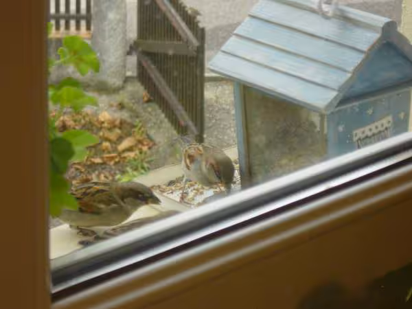 La petite maison des oiseaux