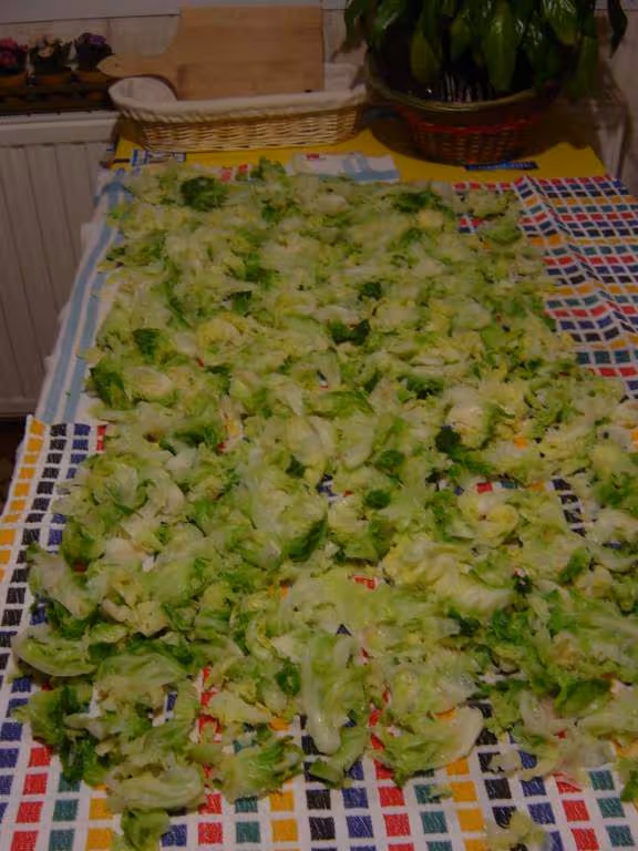 Le chou du jardin blanchi et pret pour la congelation