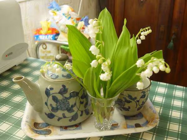 Le muguet du jardin