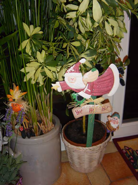 Les fleurs a noel