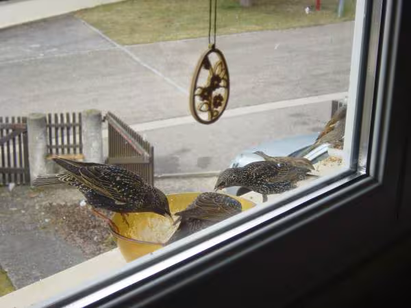 Les petits oiseaux se regalent sur la fenetre de la cuisine