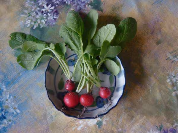 Les premiers radis du jardin