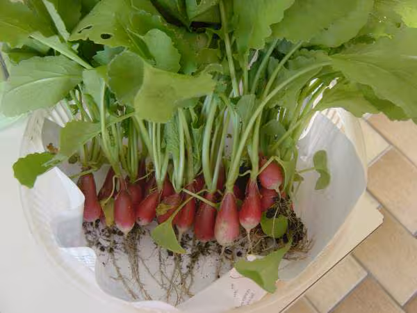 Les radis de la serre du jardin