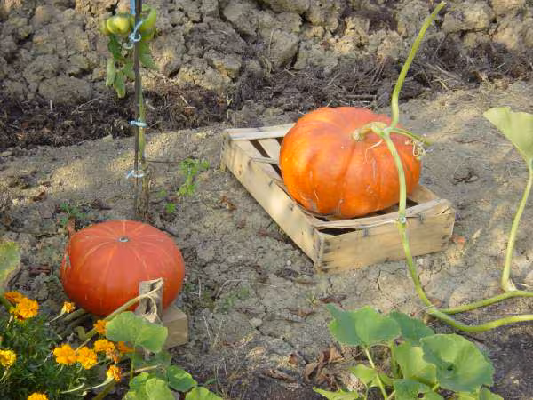 Nous preparons halloween