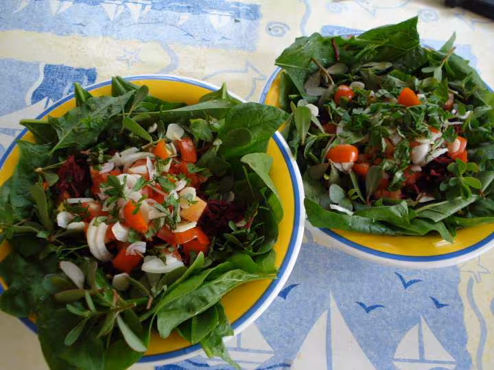 Salade epinards pourpier betterave
