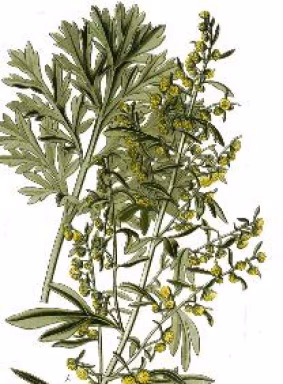 Absinthe
