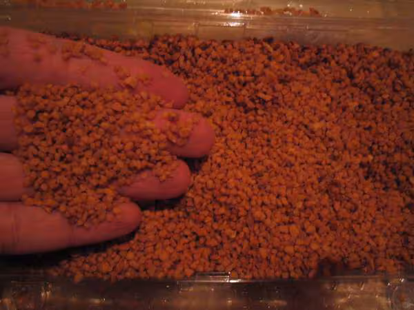 Du pralin pour le cake fondant pomme chocolat pralin