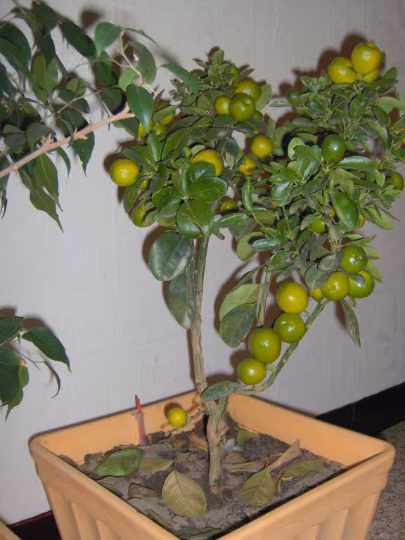 Citrus
