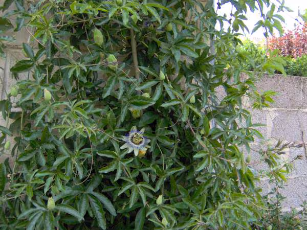 Passiflor