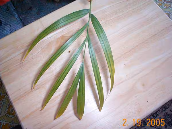 Plante verte feuille