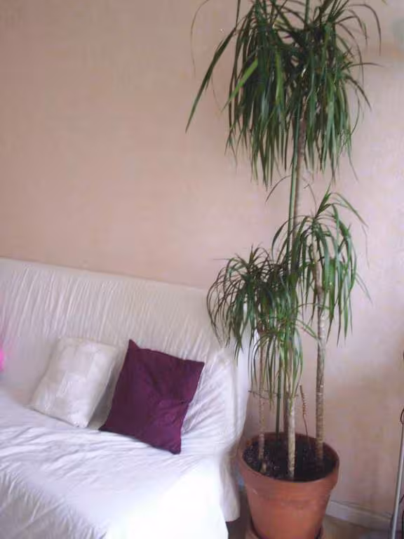 Dracaena