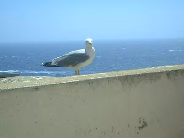 Mouette corse