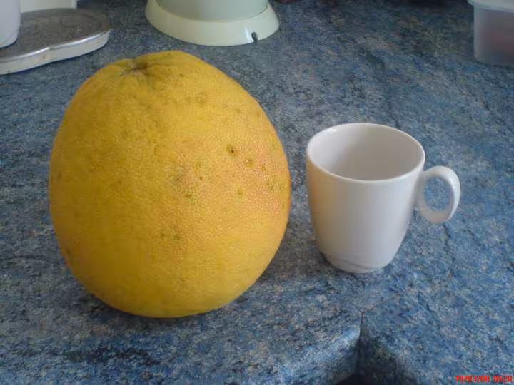 Pamplemousse