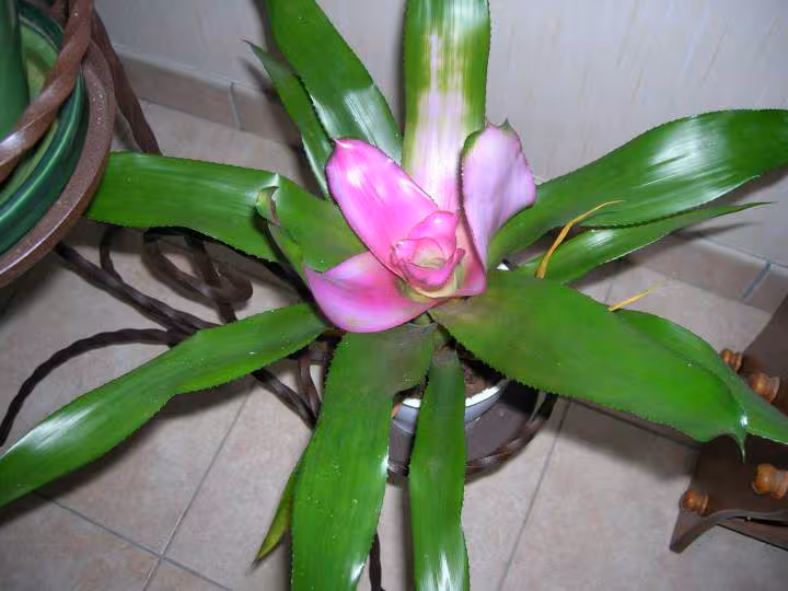 Plante sans nom