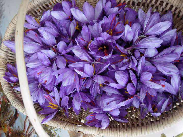 Crocus