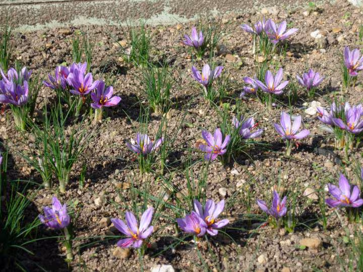 Crocus2