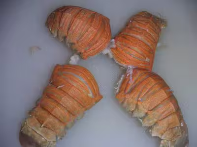 Ww recettes testées : fruits de mer (en général)