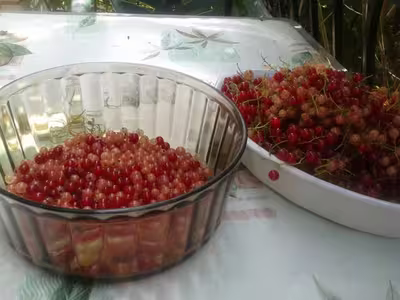 Gelée de Groseilles aux Sucre