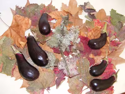 Aubergines du pauvre