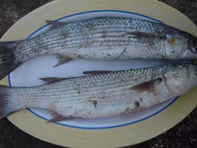 Filets de mulets