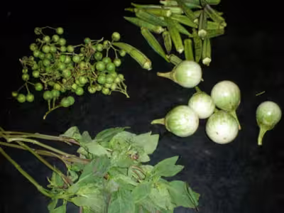 Asie: Boeuf basilic thaï