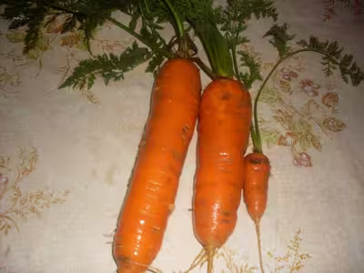 Purée de carottes du jardin