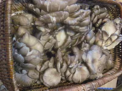 Pleurotes et trompettes de la mort stérilisées