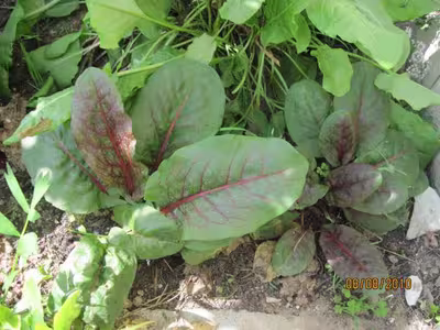 Filets de plie à l'oseille rouge au micro-ondes