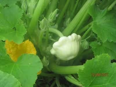Pâtisson blanc farci