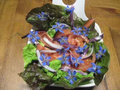Salade de tomates aux fleurs de bourrache