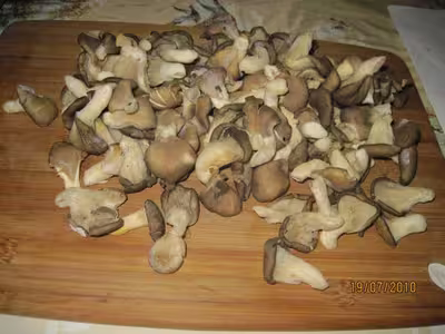 Sauté de pleurotes à l'échalote