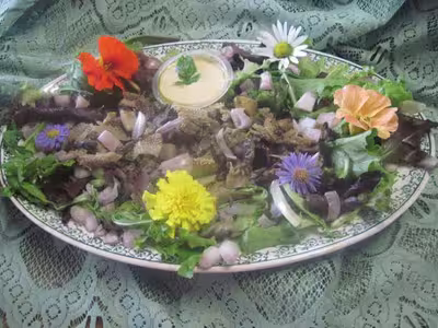 Tripes en salade