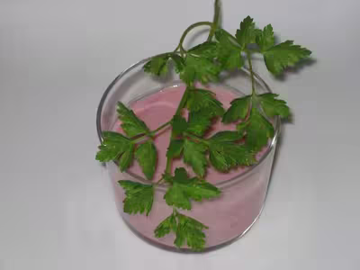 Mousse à la fraise et au lait de riz!