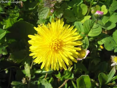 gelée de fleurs de pissenlits