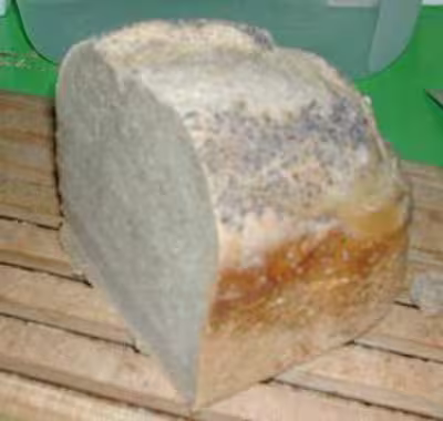 Levain par grand froid
