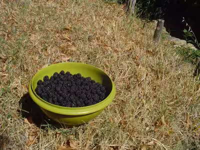Gelée de mûres sauvages du jardin