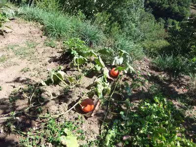 Potiron ou potimarron à la muscade