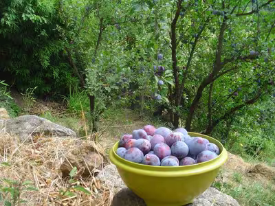 Confiture de prunes du jardin par angèle007