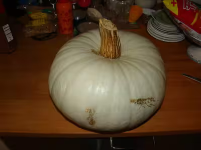 Tajine d'agneau cuit dans un potiron bleu de hongrie
